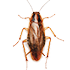 Cucaracha alemana info
